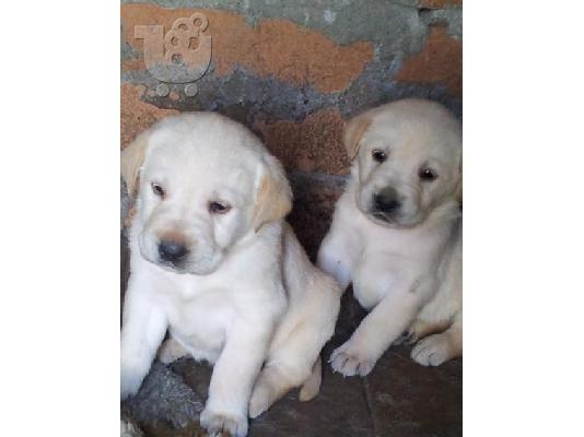 Kαλή τιμή!!!.Πουλάω όμορφα κουτάβια ράτσα LABRADOR RETRIEVER- Λαμπραντορ Ριτριβερ – 250 eu...